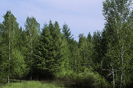 俄罗斯,西伯利亚,靠近,落叶松属植物,桦树