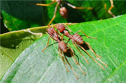 蚂蚁,绿色,织布者蚂蚁