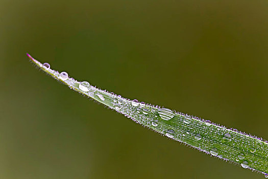 叶片,草,遮盖,水