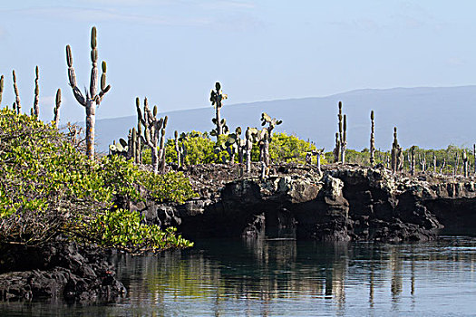 火山岩,红树,公海,岛屿,加拉帕戈斯群岛