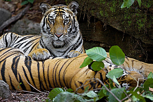 孟加拉虎,虎,一对,休息,班德哈维夫国家公园,中央邦,印度
