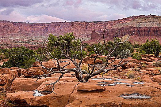 美国,犹他,礁石,国家公园,风景,死,桧属植物,树,画廊