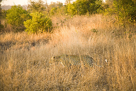 豹,靠近,狩猎小屋,南非