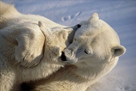 特写,北极熊,母熊,幼兽,搂抱