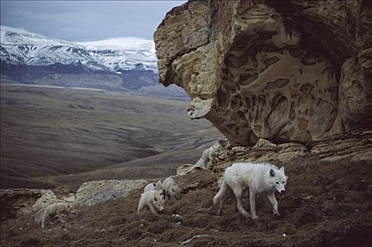 北极狼,狼,幼小,照看,幼仔,艾利斯摩尔岛,加拿大