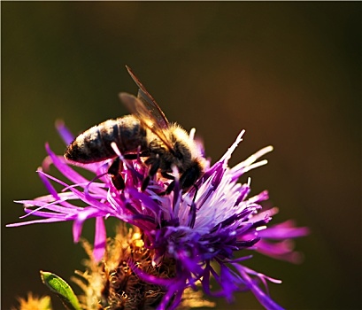 蜜蜂,黑矢车菊