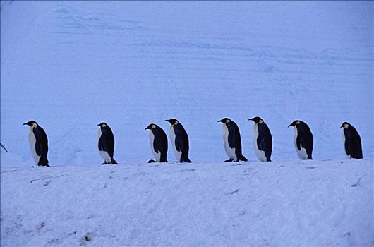 帝企鹅,走,冰架,南极
