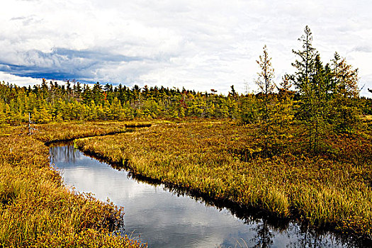 湿地,靠近,新斯科舍省,加拿大