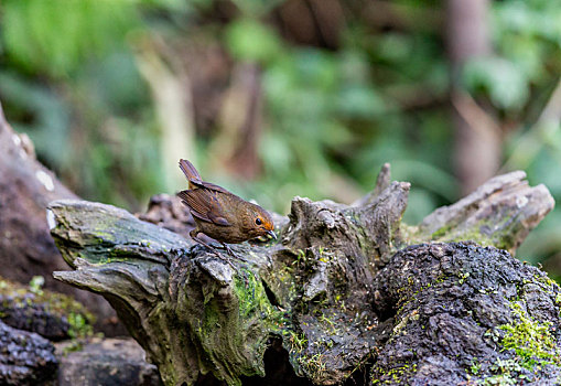 栖息于林下灌丛,善于密林丛中穿行的栗背短翅鸫鸟