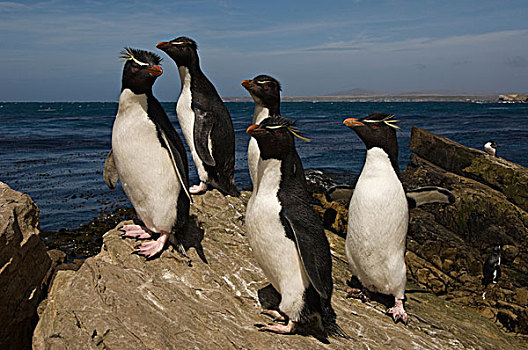 凤冠企鹅,南跳岩企鹅,群,鹅卵石,岛屿,福克兰群岛