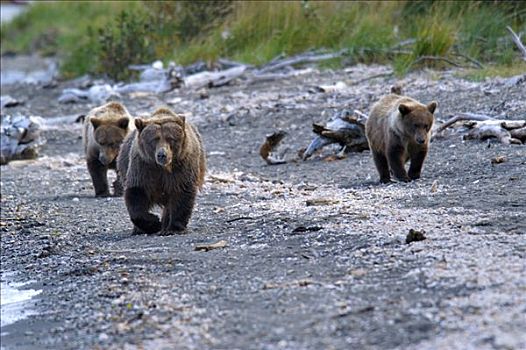 棕熊,母兽,走,一个,岸线,三文鱼,布鲁克斯河,国家公园,阿拉斯加,美国
