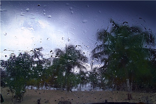 飓风,热带风暴,棕榈树,室内,汽车