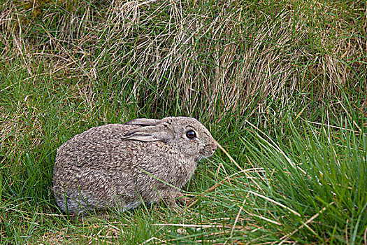 褐色,兔子,草,诺森伯兰郡,英格兰