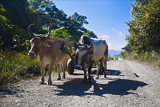 牛,手推车,土路,波托西地区,墨西哥