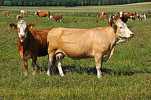 母牛,大,草场,牛,两个,站立,前景,梅克伦堡前波莫瑞州,德国,欧洲