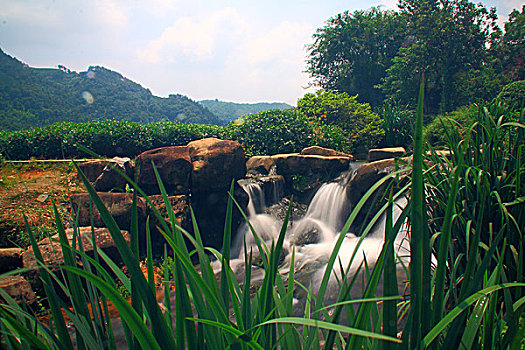 浙江杭州西湖风景区龙井问茶