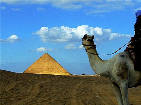 人,骆驼,正面,金字塔,埃及