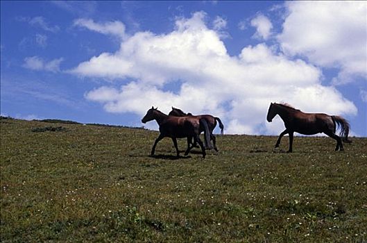新疆巴音布鲁克,草原