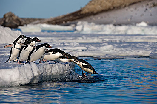 南极,南极半岛,保利特岛,阿德利企鹅,浮冰,跳跃,水