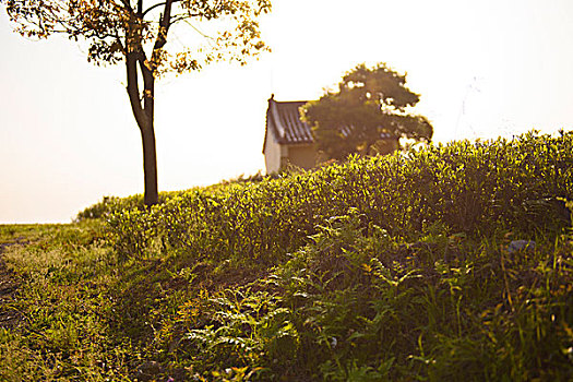 福建福鼎梯田茶园