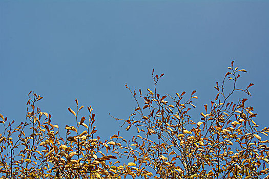 秋天黄叶满枝