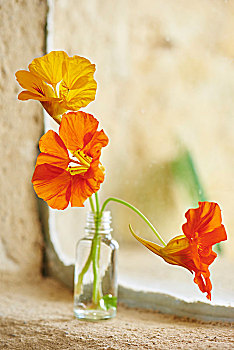 旱金莲花,小,玻璃瓶,窗台