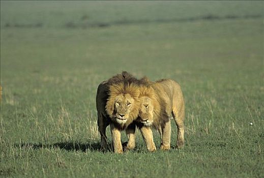 两个,走,雄性,狮子,早晨,亮光,马赛马拉,自然保护区,肯尼亚