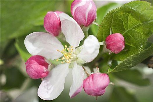 苹果花