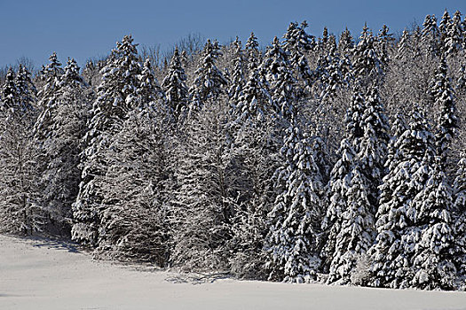积雪,树,树林,东方镇,南,魁北克,加拿大,北美