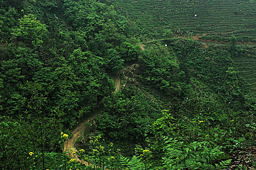 茶山