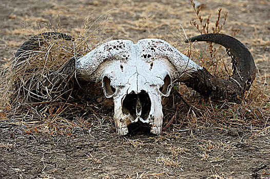 水牛,头骨,非洲,非洲水牛,南卢安瓜国家公园,赞比亚