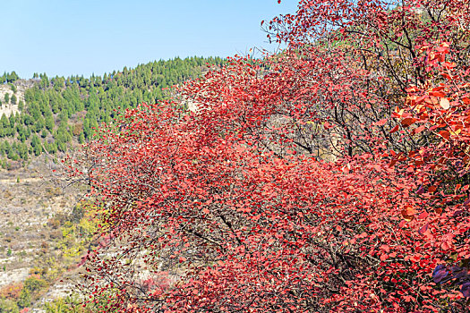 秋天漫山红遍的黄栌树,山东省青州市天赐山