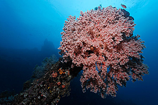 软珊瑚,残骸,自由,图兰奔,巴厘岛,印度尼西亚,印度洋,亚洲
