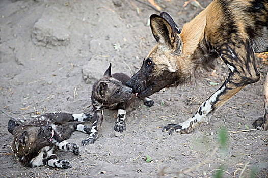非洲野狗,非洲野犬属,成年,问候,五个,星期,老,幼仔,北方,博茨瓦纳