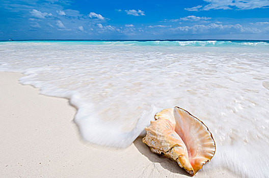 海螺壳,海滩,墨西哥
