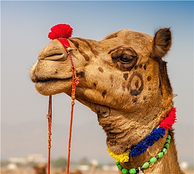 装饰,骆驼,普什卡,游艺,拉贾斯坦邦,印度