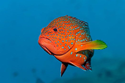 星斑鱼,鱼,青星九刺鮨,环礁,马尔代夫,亚洲