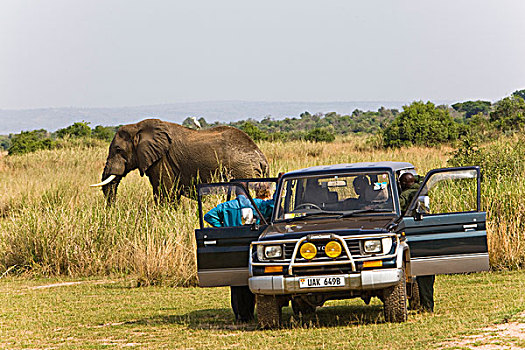 非洲,大象,非洲象,乌干达,旅游,看