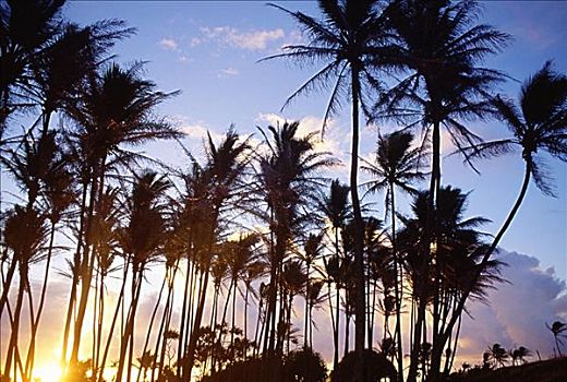 夏威夷,考艾岛,威陆亚,许多,高,棕榈树,剪影,日出,鲜明,金色,天空,粉色,云