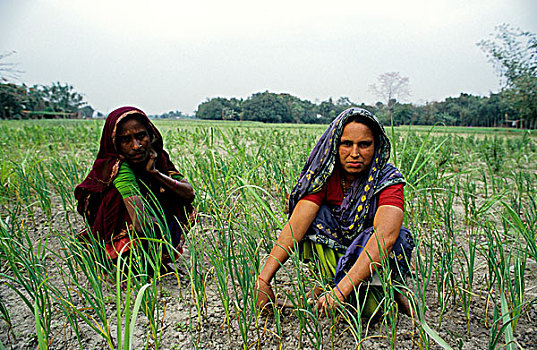 新,农业,农民,洋葱,小块土地,后面,稻田,孟加拉,2001年