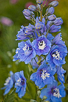蓝色,飞燕草,花