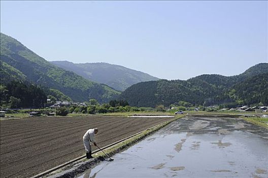 稻田,农田,稻米,农民,修复,坝,靠近,京都,日本,亚洲