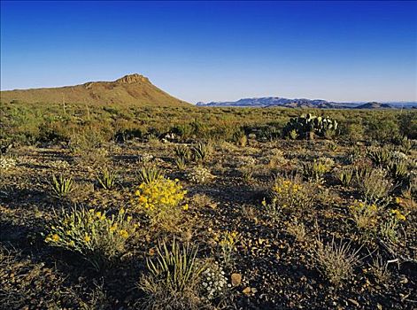 奇瓦瓦沙漠,开花,纸,花,大湾国家公园,西部,德克萨斯,美国