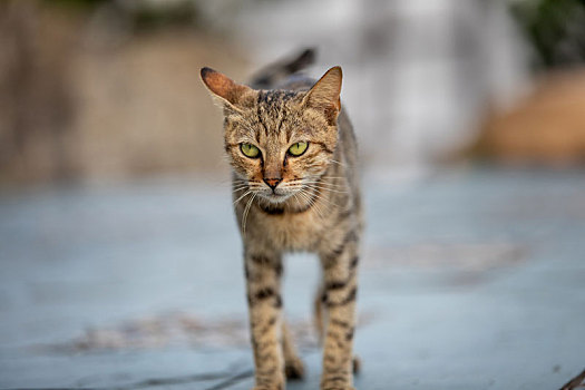 后院花园里玩耍的可爱猫眯