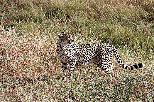 肯尼亚非洲豹-近景特写