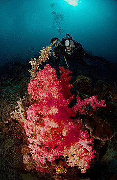 红色,软珊瑚,水下,摄影师,北苏拉威西省,印度尼西亚