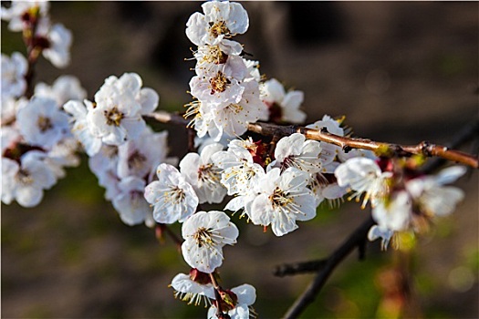 白花,樱桃树