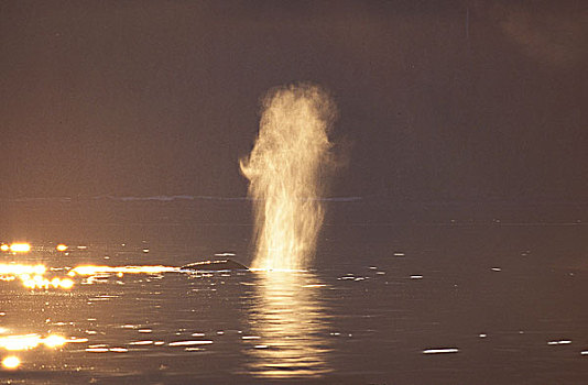 驼背鲸,大翅鲸属,鲸鱼,成年,喷涌,水面,阿拉斯加
