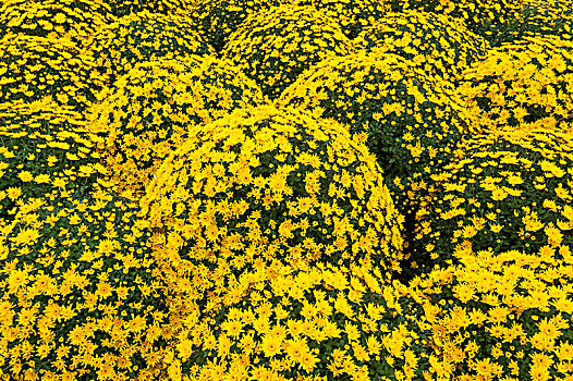 黄色,菊花,球体,巴登符腾堡,德国,欧洲