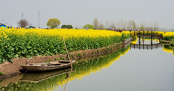 江苏,兴化,油菜花